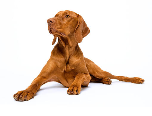 Hungarian hot sale vizsla hypoallergenic